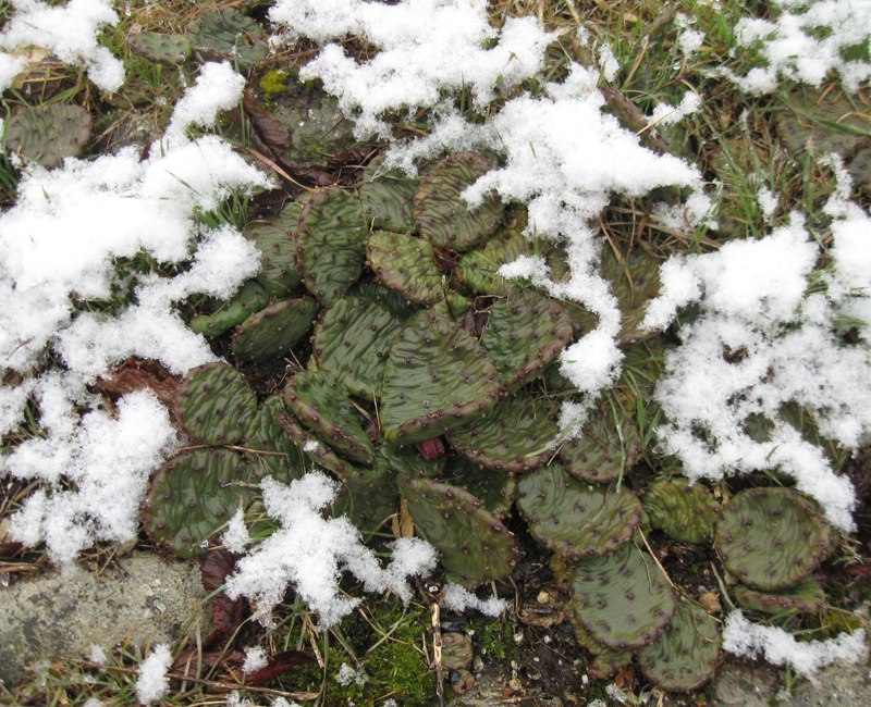 Image of Opuntia humifusa specimen.