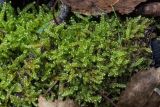 Calliergonella lindbergii