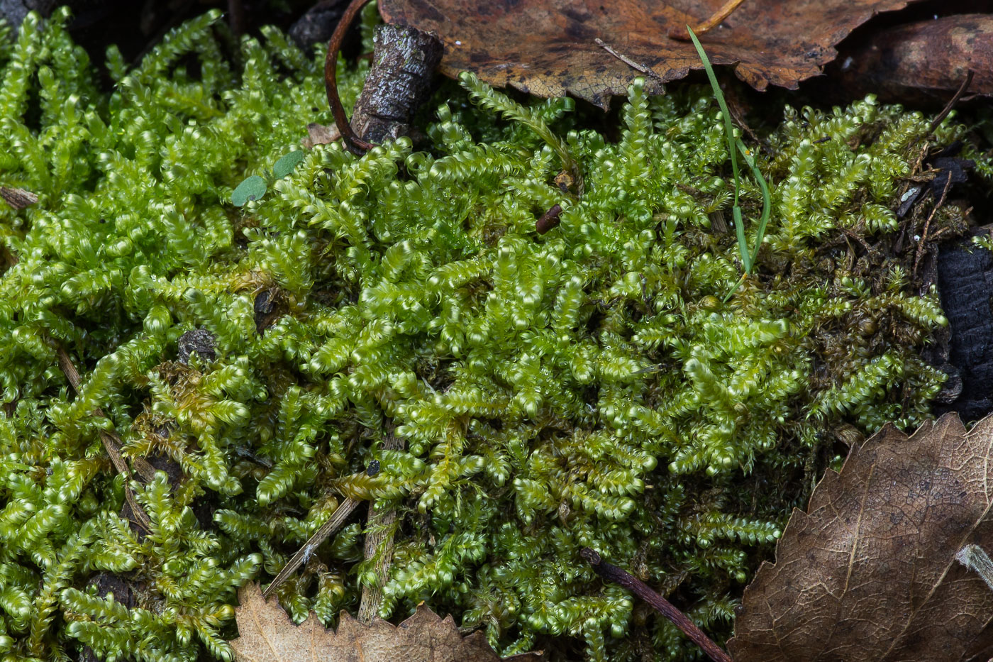Image of Calliergonella lindbergii specimen.