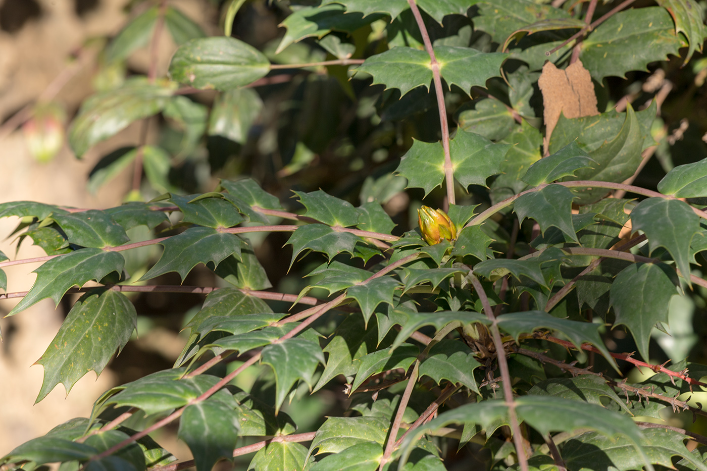 Image of genus Mahonia specimen.