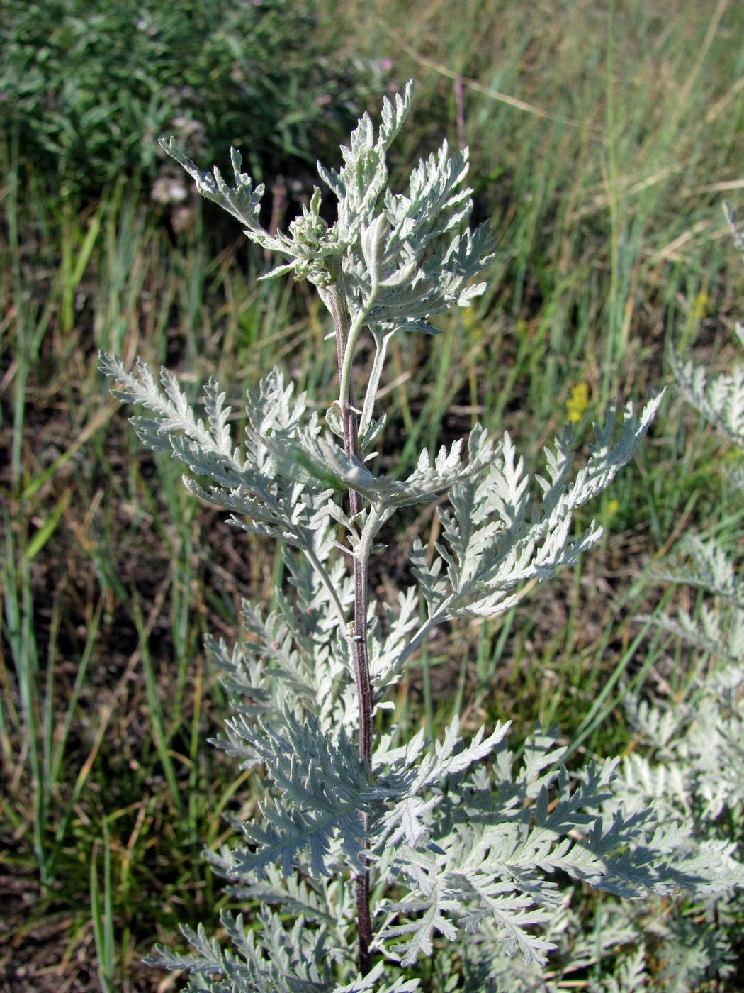 Image of Artemisia messerschmidtiana specimen.