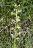 Platanthera chlorantha. Верхушка соцветия. Испания, Каталония, пров. Жирона, комарка Рипольес, муниципалитет Сеткасес, окр. курорта \"Вальтер 2000\", ≈1900 м н.у.м., склон юго-западной экспозиции, опушка соснового (Pinus uncinata) леса. 23.06.2024.