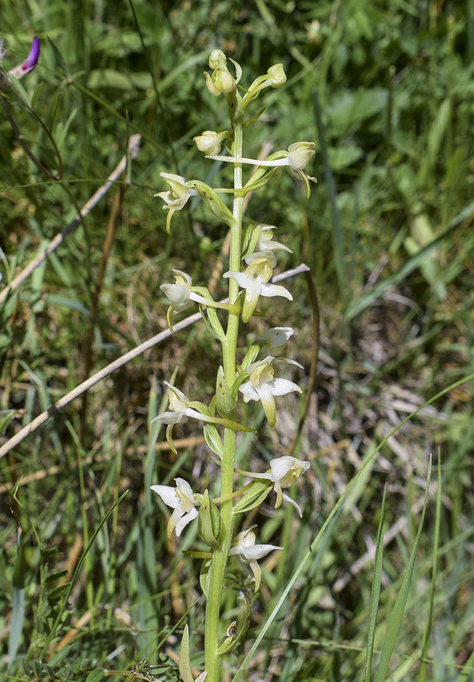 Изображение особи Platanthera chlorantha.