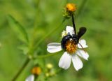 Bidens alba