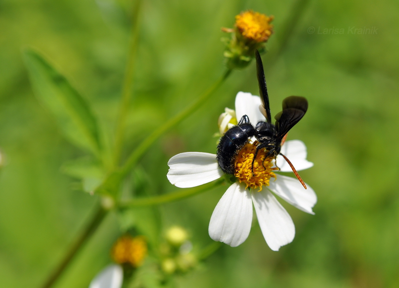 Image of Bidens alba specimen.