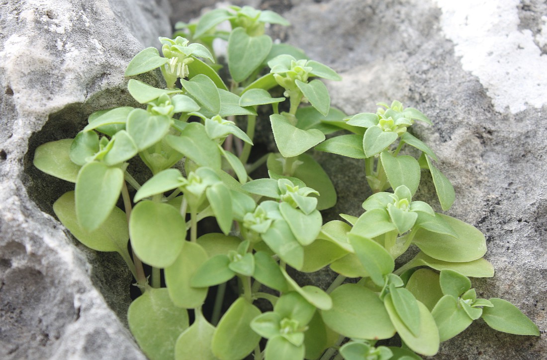 Изображение особи Theligonum cynocrambe.