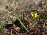 Gagea aipetriensis. Цветущее растение. Крым, Ай-Петринская яйла, ур. Чайное. 23.03.2025.