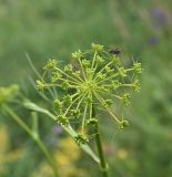 Peucedanum longifolium. Соцветие с бутонами и мухами. Чечня, Шаройский р-н, 0,7 км от ур. Хиндушты, верхняя часть отходящего от ур. Хиндушты в сторону р. Хашелдойахк отрога, луг. 3 июля 2024 г.