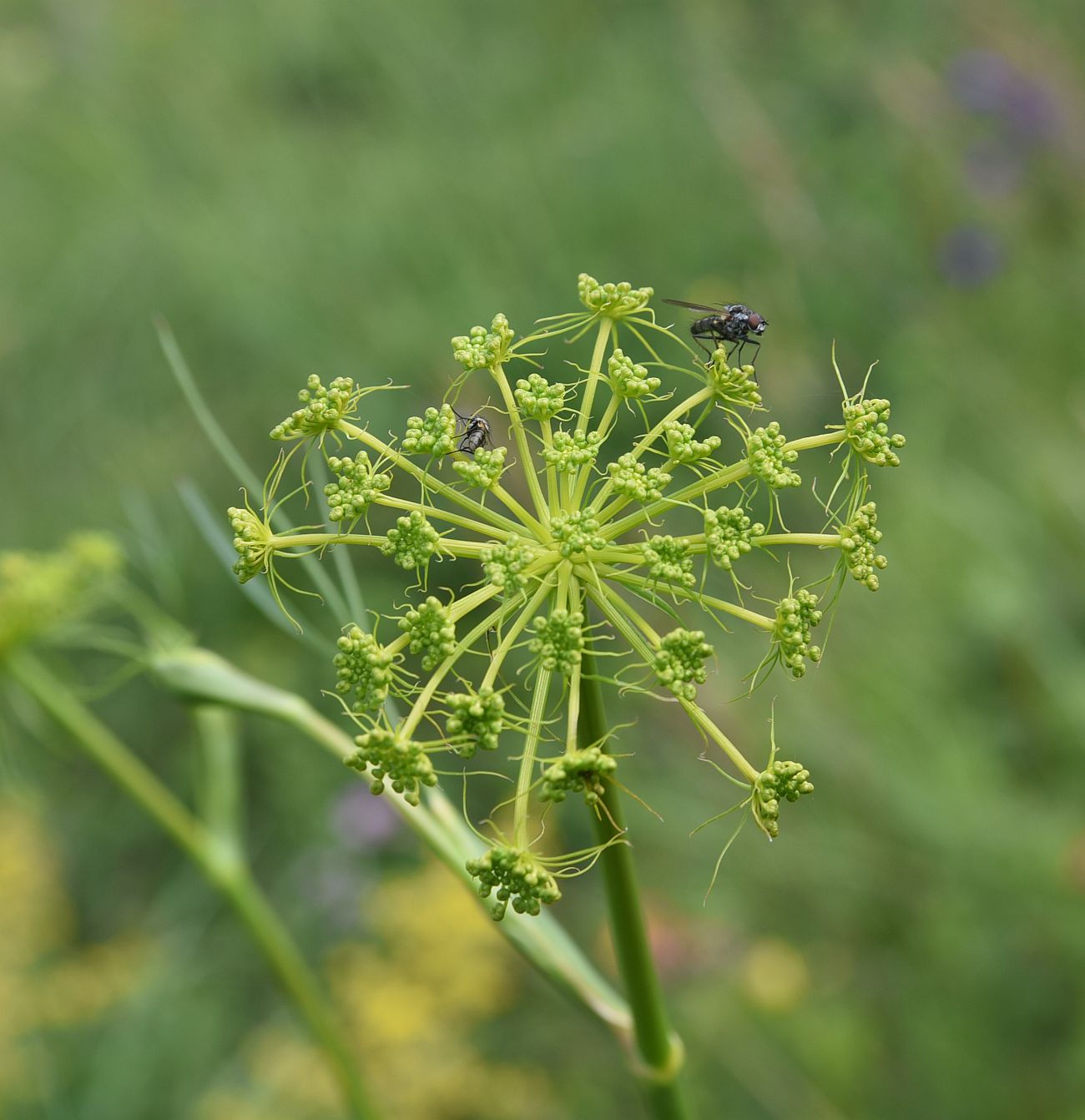 Изображение особи Peucedanum longifolium.