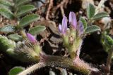 Astragalus sinaicus. Часть побега с соцветиями. Крым, окр. Балаклавы, можжевеловое редколесье. 13.04.2025.