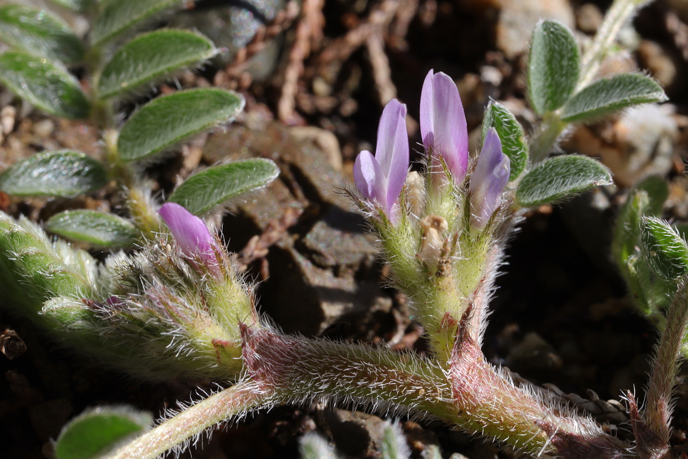 Image of Astragalus sinaicus specimen.