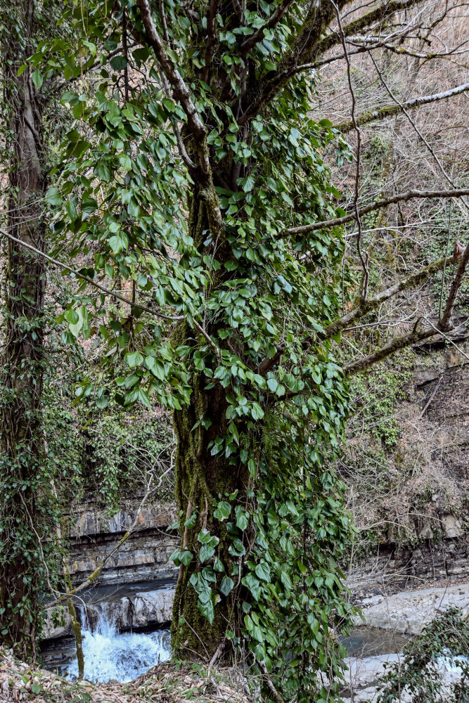 Image of Hedera colchica specimen.