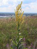 Verbascum lychnitis