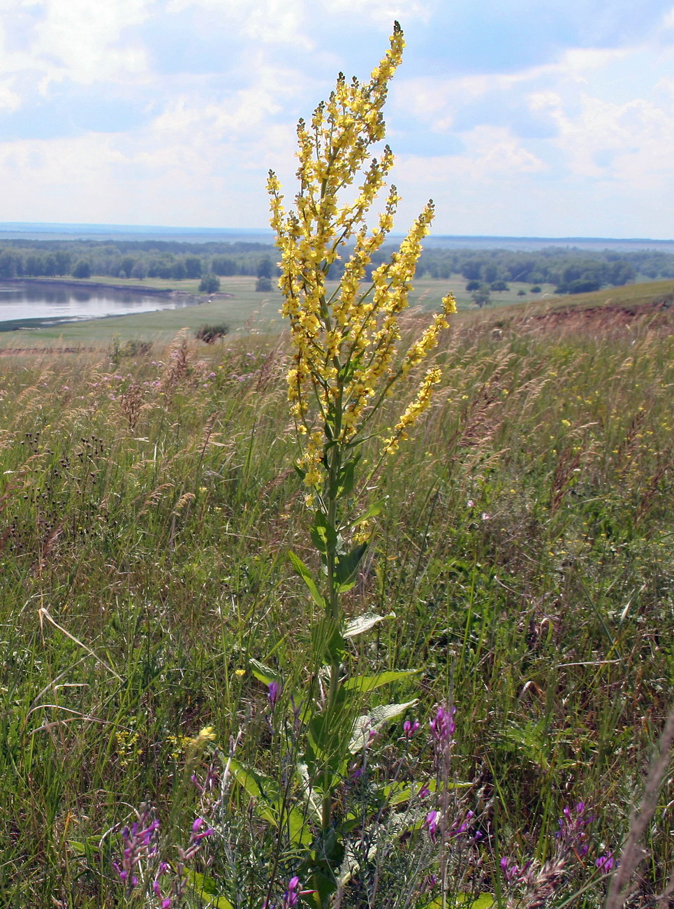 Image of Verbascum lychnitis specimen.