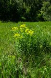 genus Euphorbia