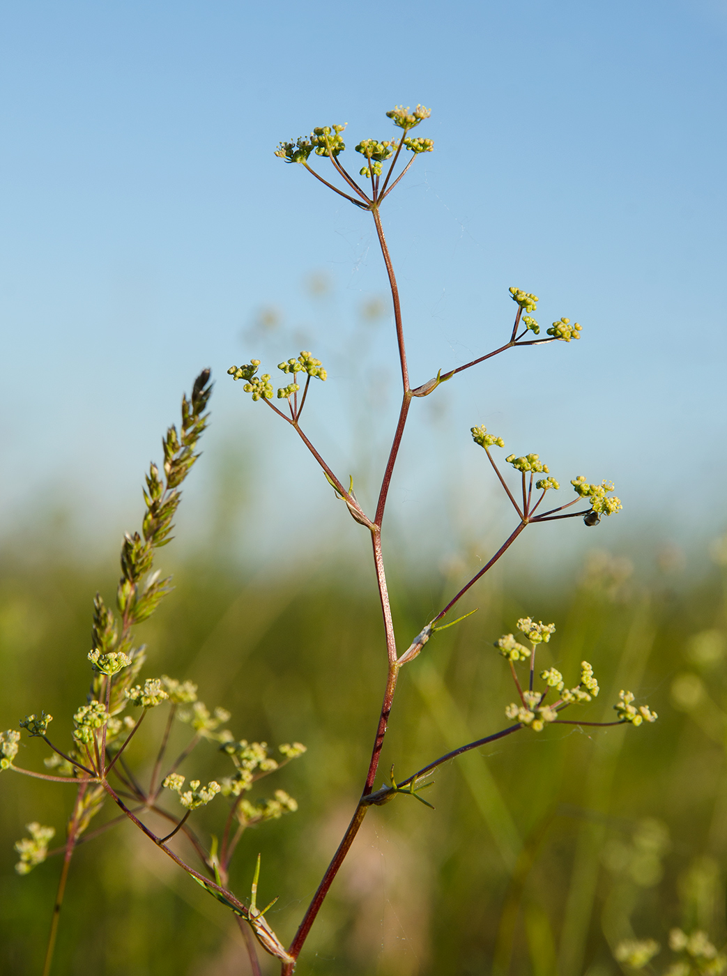 Изображение особи семейство Apiaceae.