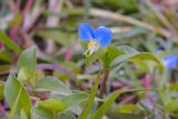Commelina communis