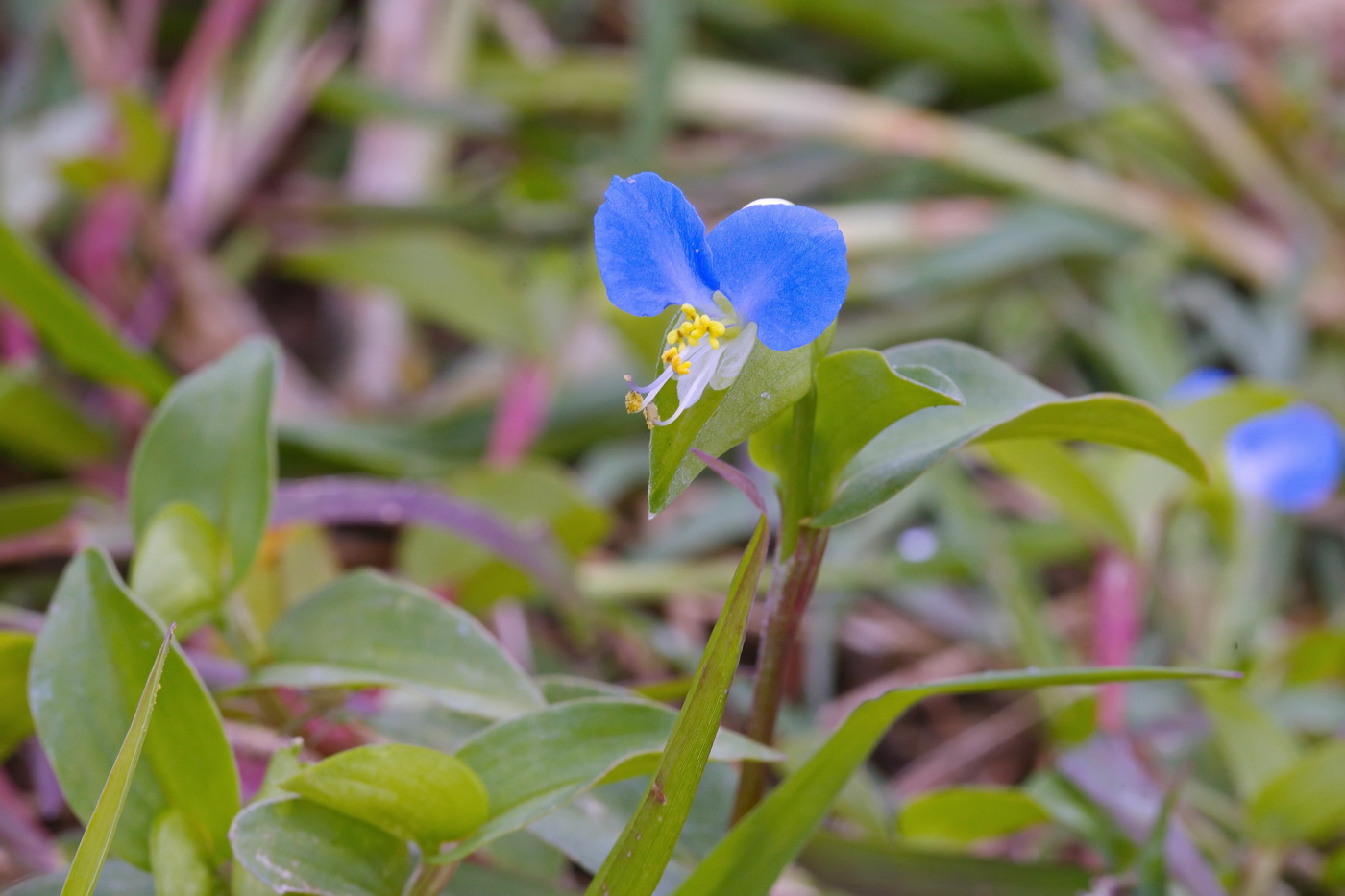 Image of Commelina communis specimen.
