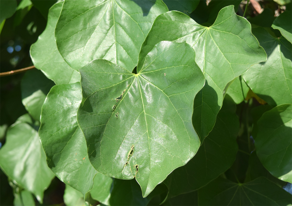 Image of Cercis canadensis specimen.