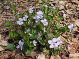 Viola sacchalinensis. Цветущее растение. Хабаровский край, г. Комсомольск-на-Амуре, Силинский лесопарк, обочина лесной дороги. 14.05.2025.