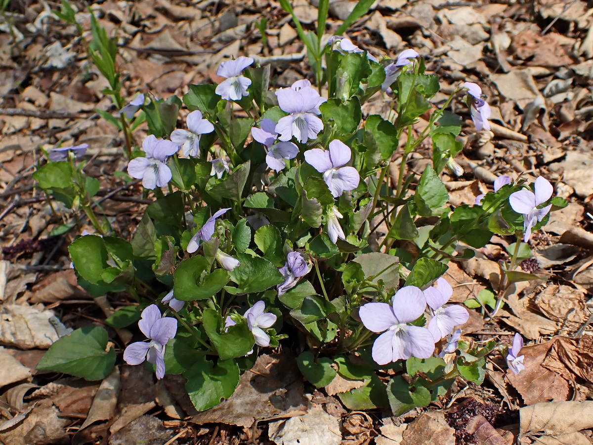 Image of Viola sacchalinensis specimen.