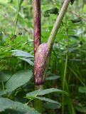 Archangelica officinalis
