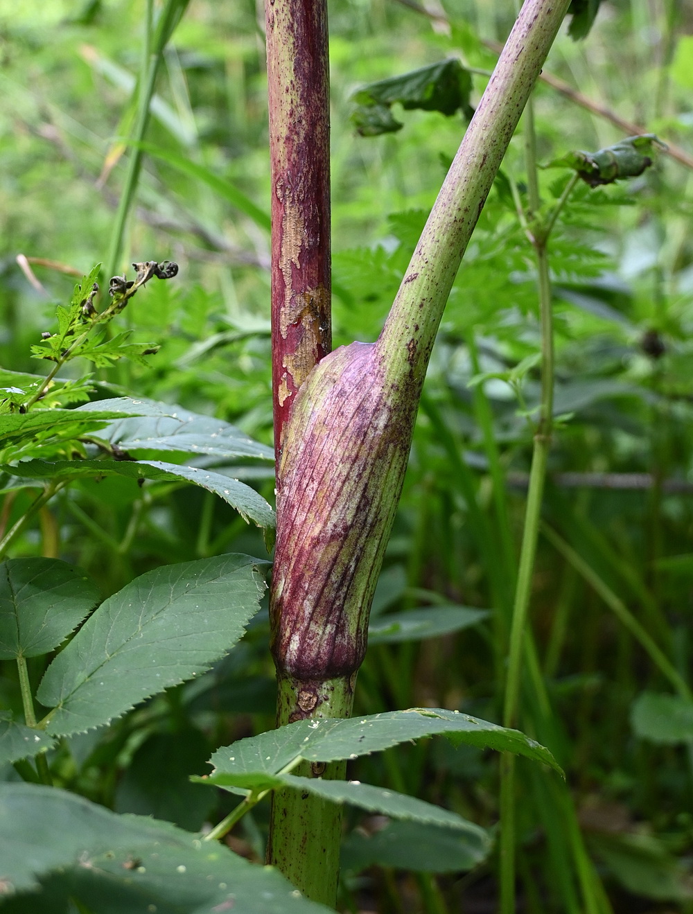 Image of Archangelica officinalis specimen.