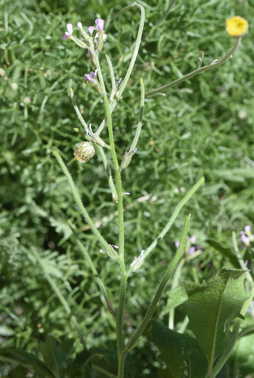 Изображение особи Strigosella africana.