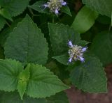 Agastache rugosa. Верхушка цветущего растения. Калужская обл., Боровский р-н, дер. Чёлохово, высота 200 м н.у.м, в парнике. 6 августа 2025 г.