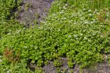Chamaepericlymenum suecicum