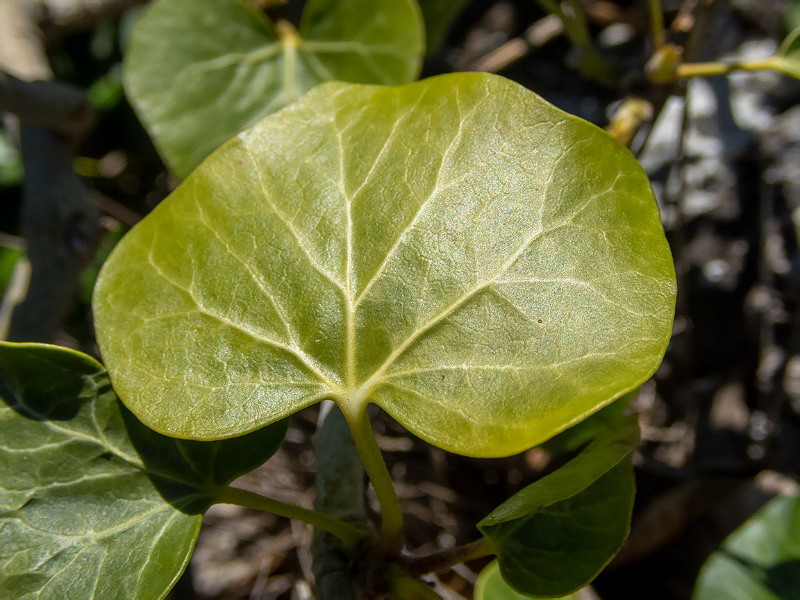 Image of Hedera helix specimen.