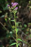 Saussurea odontolepis