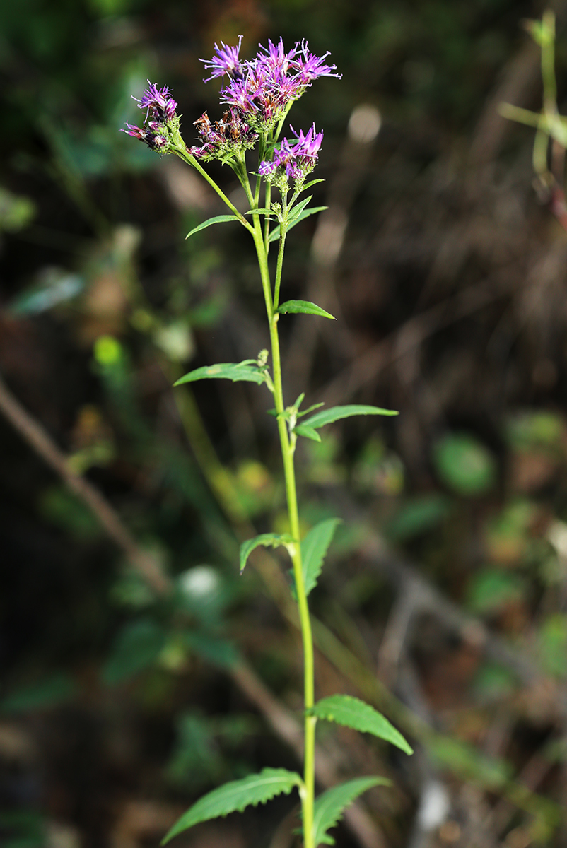 Изображение особи Saussurea odontolepis.