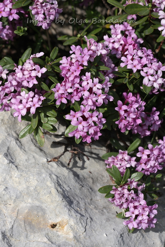 Изображение особи Daphne circassica.