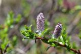 род Salix