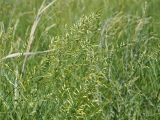 Festuca valesiaca. Верхушки цветущих растений. Ульяновская обл., Мелекесский р-н, дол. р. Бирля, ковыльно-разнотравная степь. 31.05.2024.
