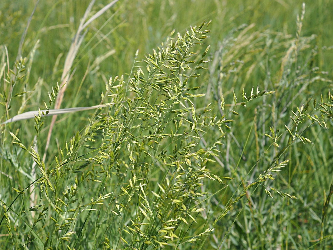 Image of Festuca valesiaca specimen.
