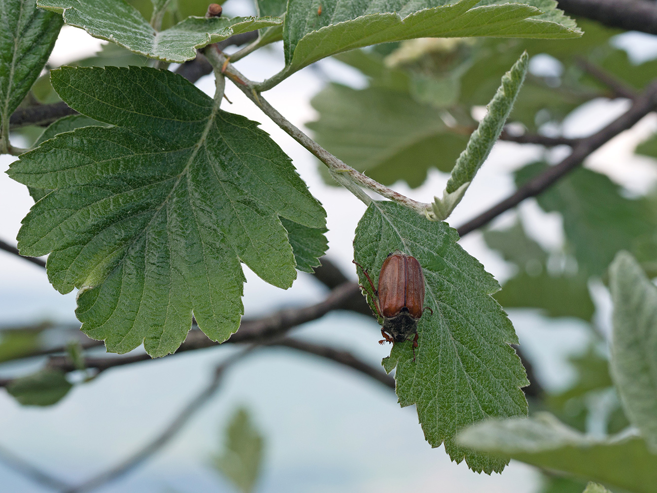 Изображение особи Sorbus caucasica.