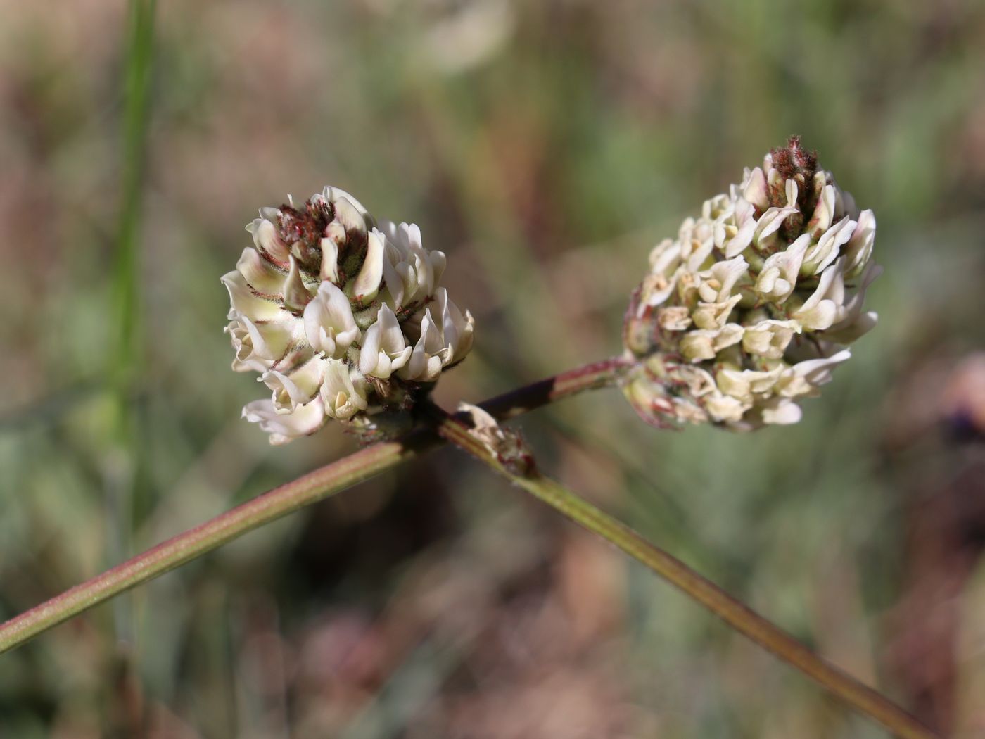 Изображение особи Astragalus subscaposus.