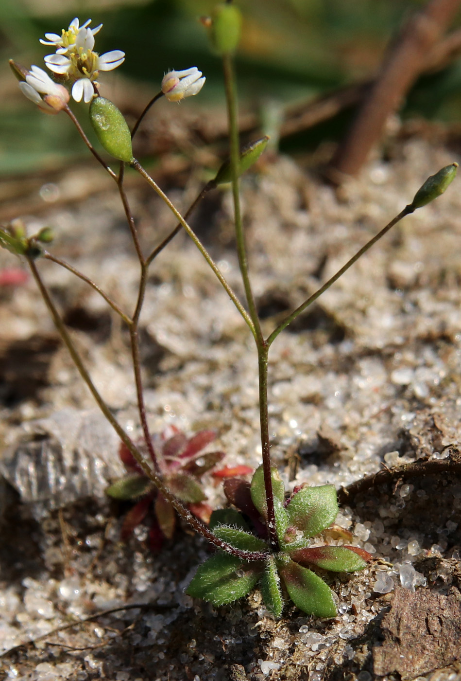 Image of Erophila verna specimen.