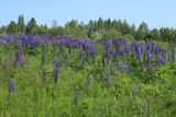 Lupinus polyphyllus. Заросль цветущих растений. Псковская обл., Невельский р-н, окр. дер. Косенково, суходольный злаково-разнотравный луг по залежи(?). 14.06.2025.