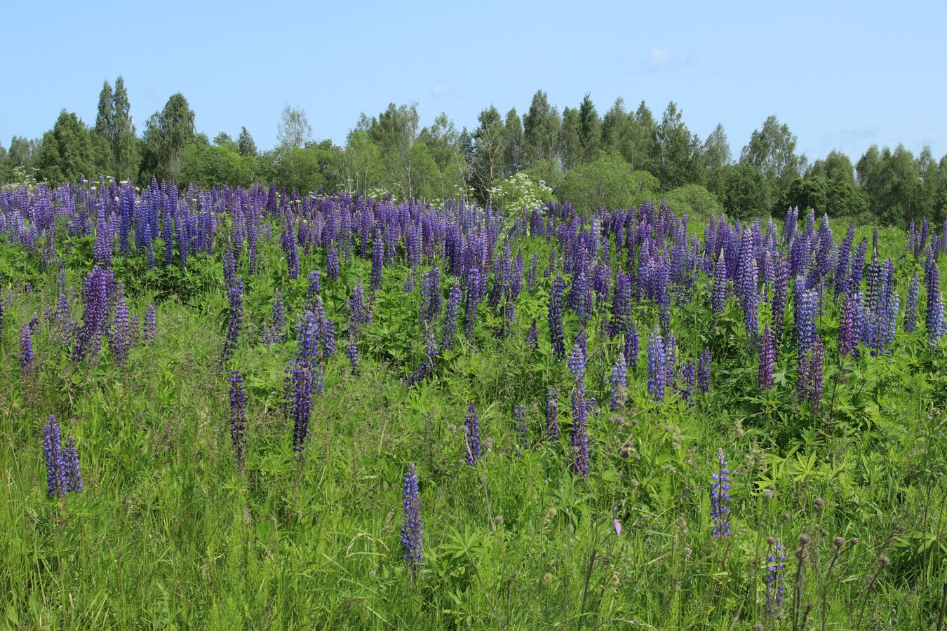 Изображение особи Lupinus polyphyllus.