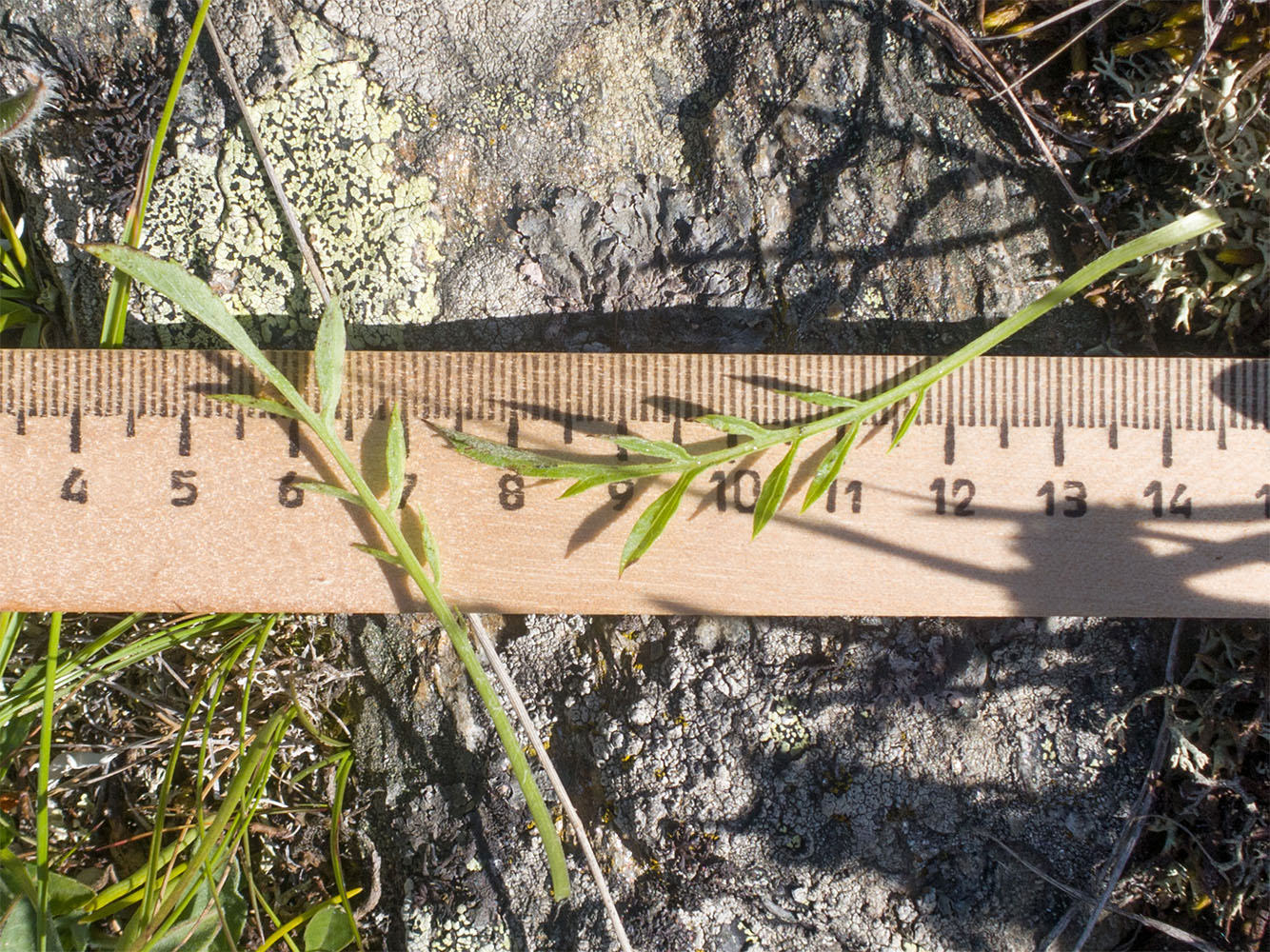 Изображение особи Psephellus caucasicus.