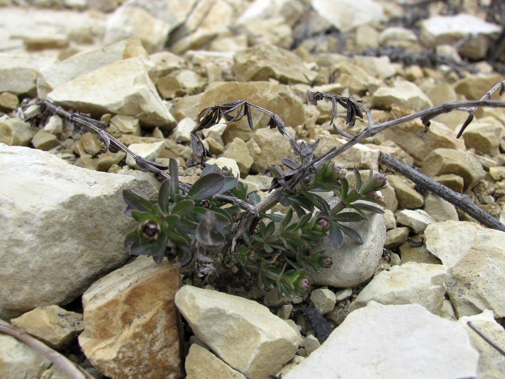 Изображение особи род Galium.