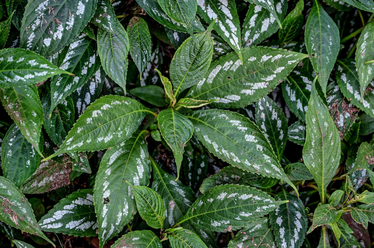 Изображение особи род Strobilanthes.