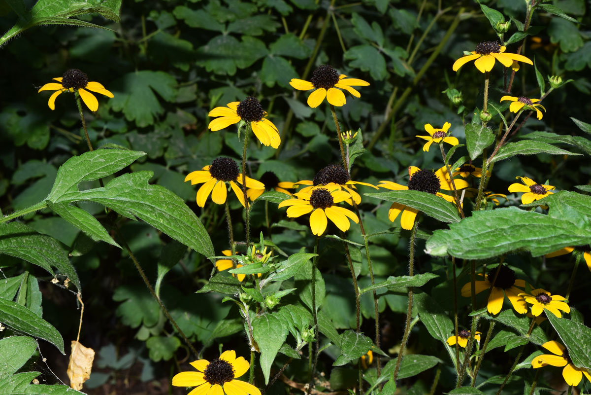 Изображение особи Rudbeckia triloba.