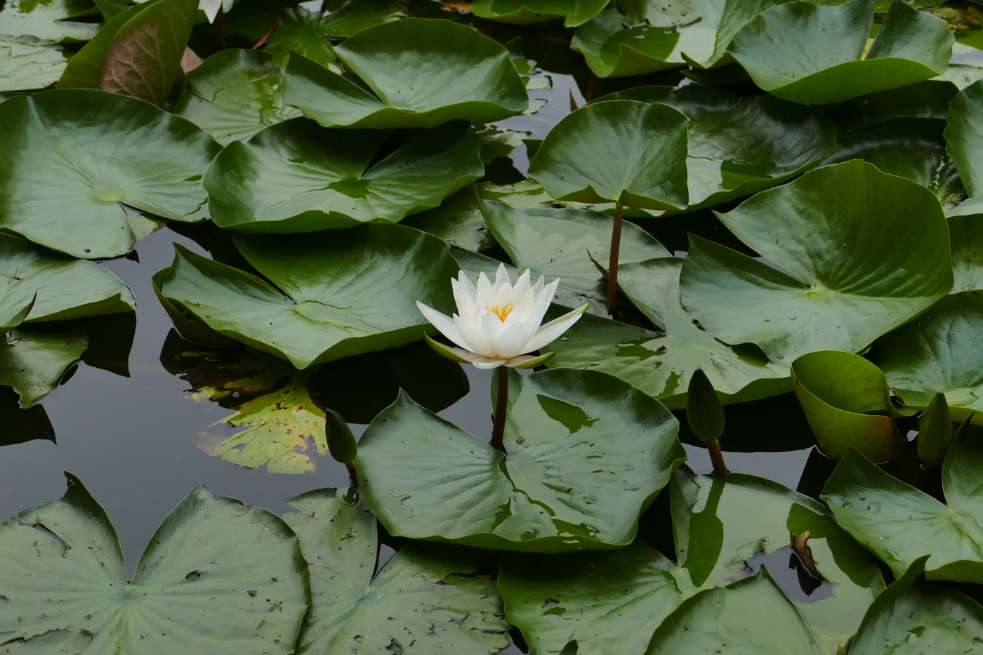 Image of genus Nymphaea specimen.