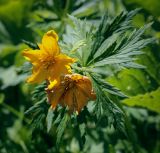 Image of taxon representative. Author is Игорь Павлов