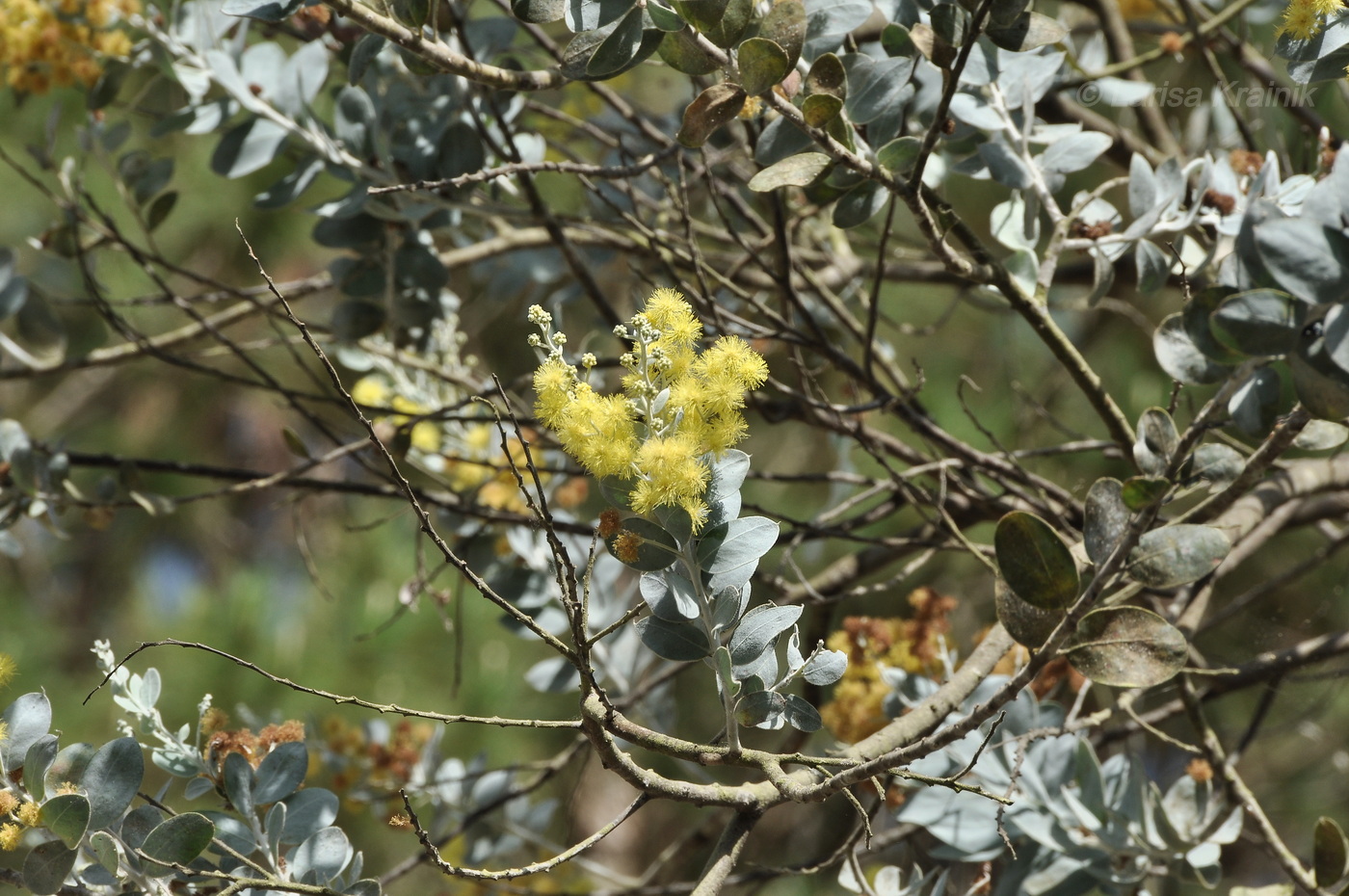 Image of Acacia podalyriifolia specimen.