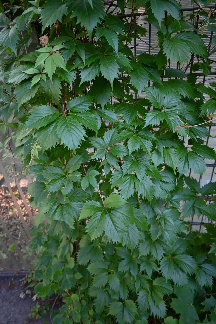 Image of genus Parthenocissus specimen.